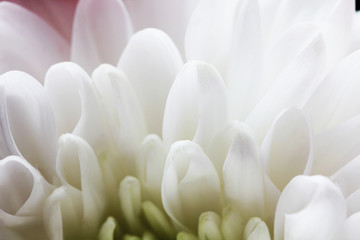 Obraz na płótnie Canvas White flower close up macro pattern background