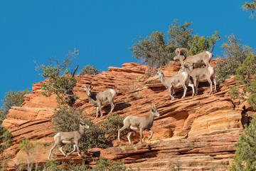 Fototapeta premium Herd of Desert Bighorn Sheep in Rut