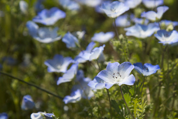 blue flower field