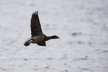 Brent Goose, Branta bernicla