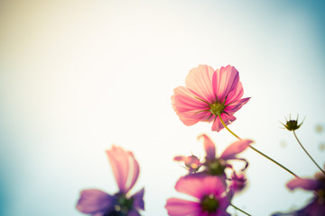 Cosmos flower colorful
