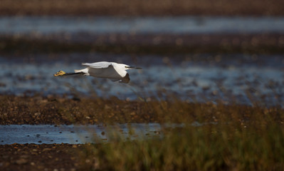 Little Egret, Egretta Garzetta