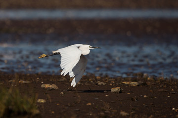 Little Egret, Egretta Garzetta