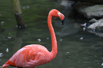 flamant rose