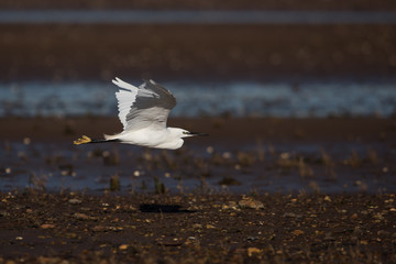 Little Egret, Egretta Garzetta