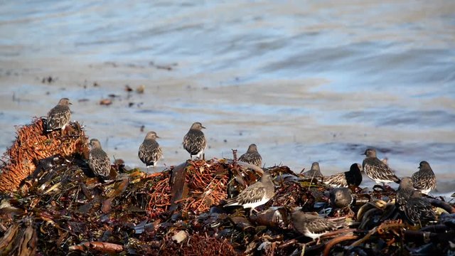 Black bellied plovers on beach wrack with waves in the background at Andrew Molera State Park in California
