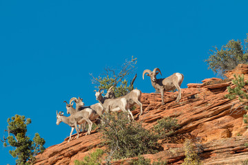 Herd of Desert Bighorn Sheep in Rut