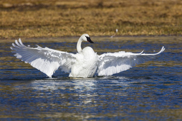 Trumpeter Swan on the Yellowstone River in hayden Valley - Yellowstone National Park © Allen
