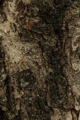 The texture of tree bark. Natural background