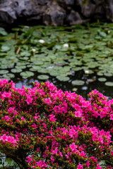 Azaleas with Lilys in Background