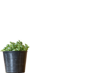 Pot plant on white background