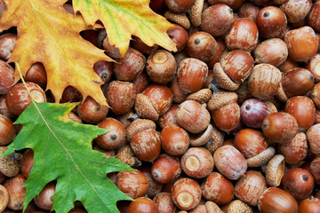 Leaves of oak tree and acorns. Autumnal background
