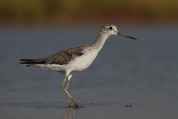 greenshank