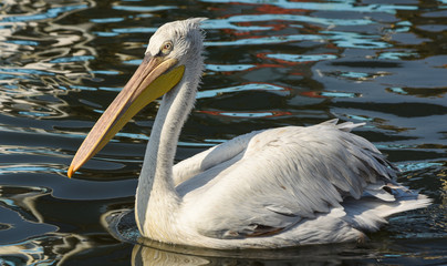 Pelican swimming on sea.