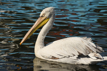 Pelican swimming on sea.