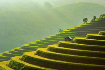 Wooden hut in Terraced rice fields in the mist, Mu Cang Chai, Yen Bai, Vietnam