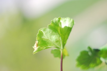 Первый зеленый лист на ярком утреннем солнце