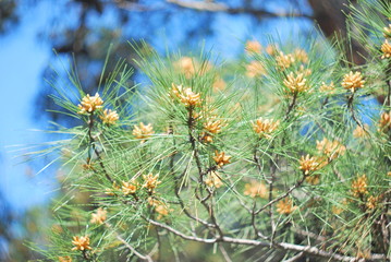 Pine branches