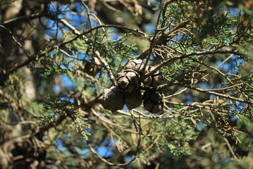 Pine branches