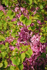 Beautiful pink flowers on a branch