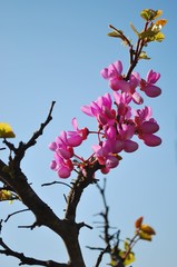 Beautiful pink flowers on a branch