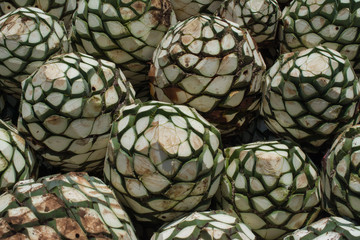 Cabezas de agaves se encuentran ordenadas en la tequilera.
