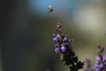 abeja