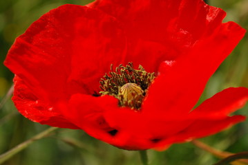 Red poppy flower