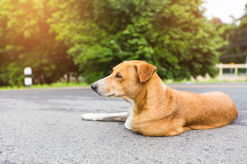 Brown dog breeds Thailand on the road. Photo with flare light.