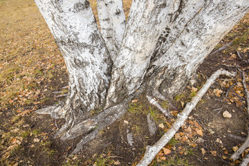 The autumn birch trees and leaves