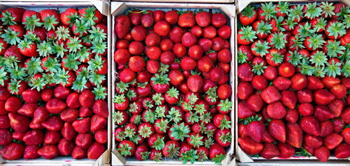 Strawberries in boxes