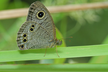 Butterfly in Southeast Asia.