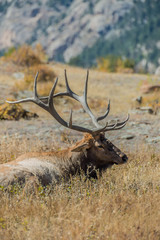 Bull Elk in Grass