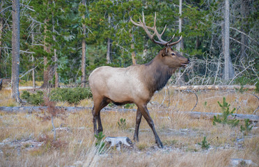 Young Bull Elk