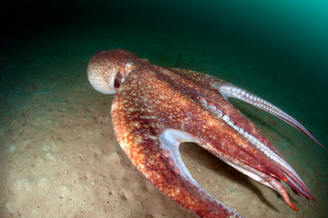 flight of giant octopus above the seabed