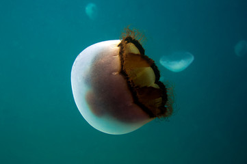 Beautiful jellyfish in the deep
