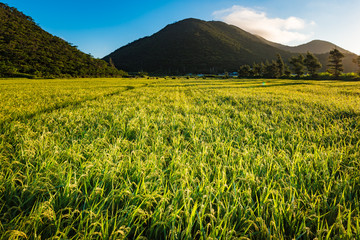Sunrise, rice field. Okinawa, Japan.