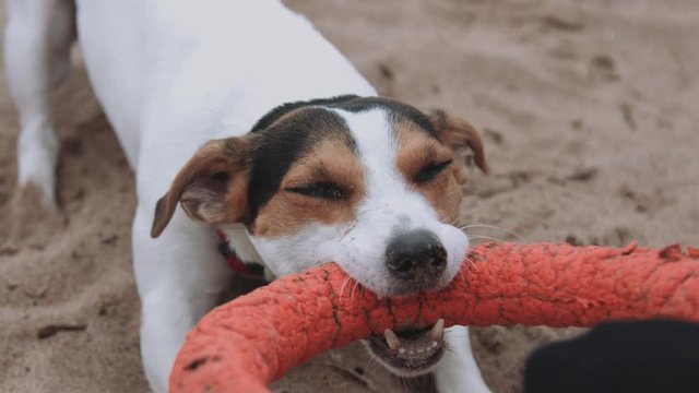 Small dog breeds Jack Russell Terrier plays with a toy on the sea
