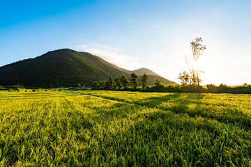 Sunrise, rice field. Okinawa, Japan.