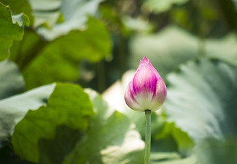 pink lotus buds flower with blur lotus leaf background