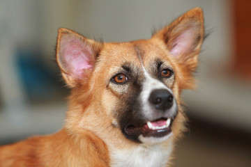 Thailand dog with brown , white and black .