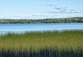 Nature background with coastal reed and shining lake water