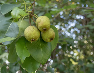 Pear tree with green pears