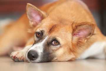 Thailand dog with brown , white and black .