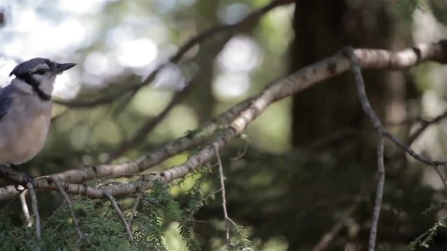 bluejay perched on a tree branch