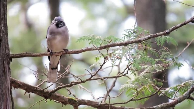 bluejay perched on a tree branch