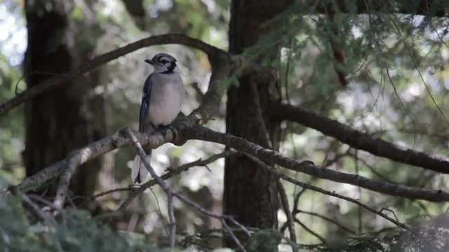 bluejay perched on a tree branch