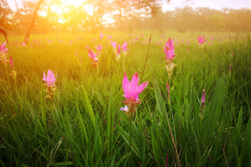 Nature background of pink flower,Siam tulip (Krachiao) during sunrise and sunset at Chaiyaphum province in Thailand is a very popular for photographers and tourists.
