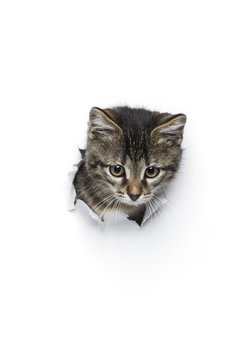 Kitty in hole of paper, little grey tabby cat looking through torn white background, funny pet 