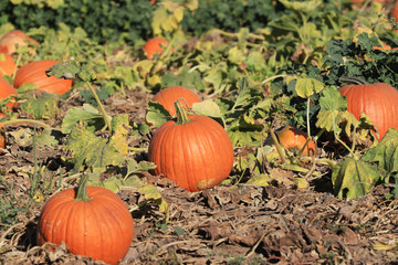 Pumpkins at festival pumpkin patch 